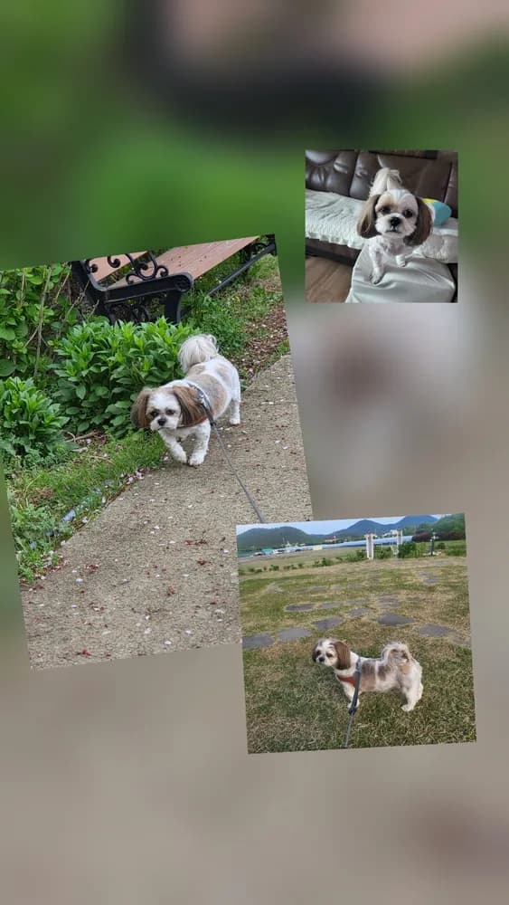 봄이 원본 사진